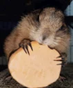 squirrel_photo